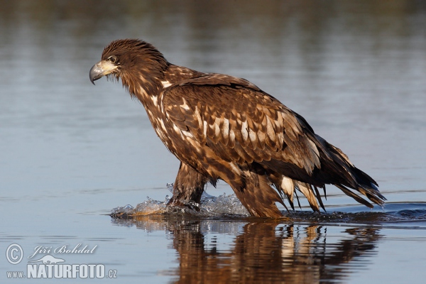 Orel mořský (Haliaeetus albicilla)