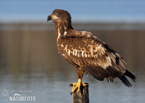 Orel mořský (Haliaeetus albicilla)