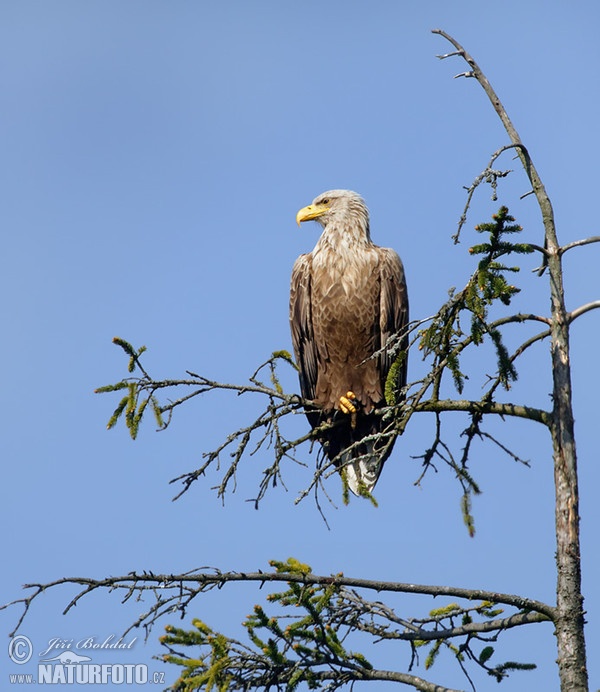 Orel mořský (Haliaeetus albicilla)