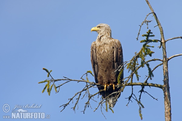 Orel mořský (Haliaeetus albicilla)