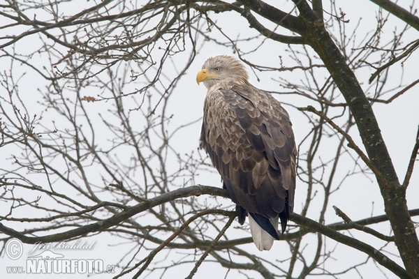 Orel mořský (Haliaeetus albicilla)