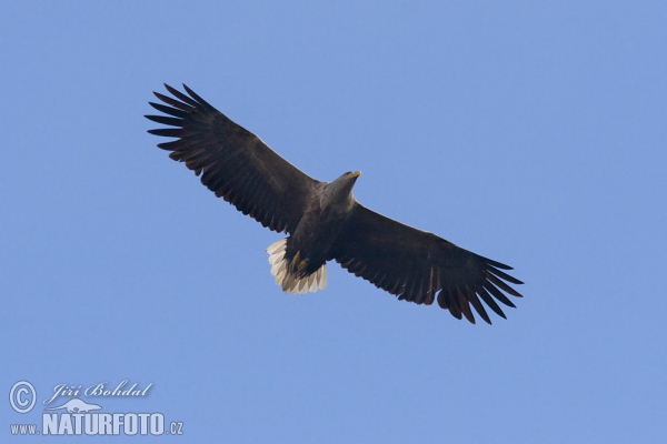 Orel mořský (Haliaeetus albicilla)