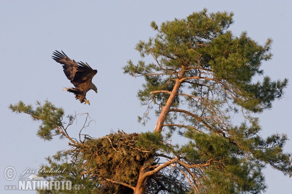 Orel mořský (Haliaeetus albicilla)