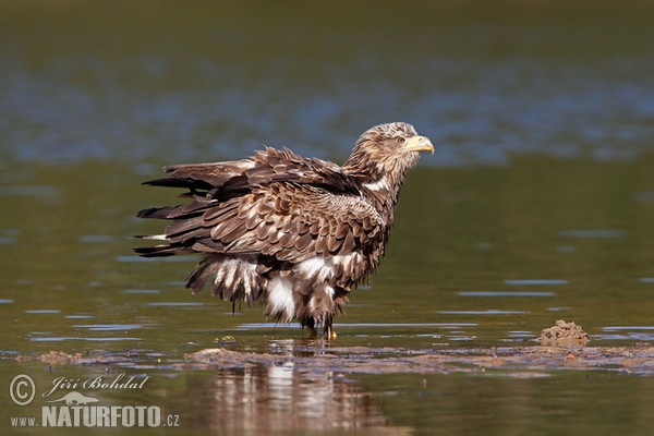 Orel mořský (Haliaeetus albicilla)