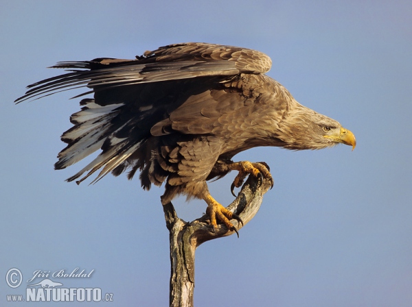 Orel mořský (Haliaeetus albicilla)