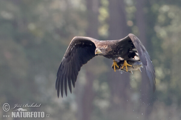 Orel mořský (Haliaeetus albicilla)