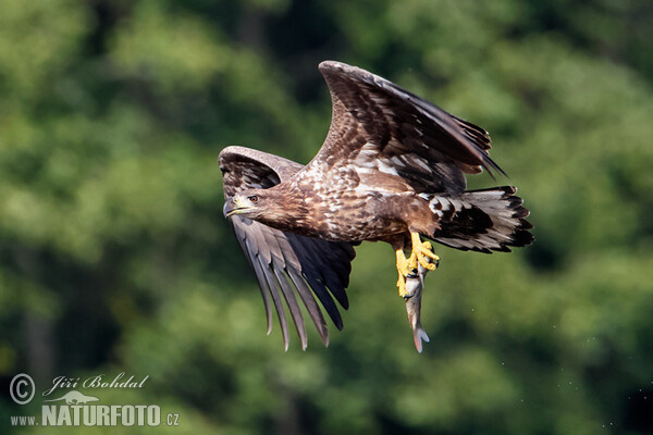 Orel mořský (Haliaeetus albicilla)