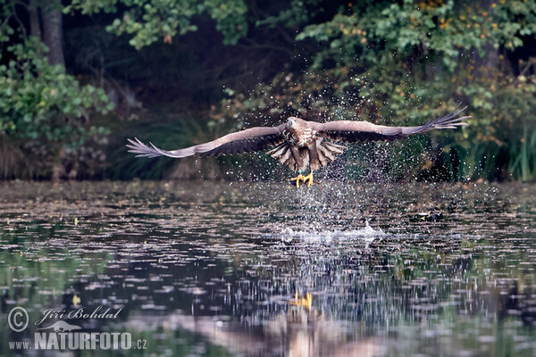 Orel mořský (Haliaeetus albicilla)