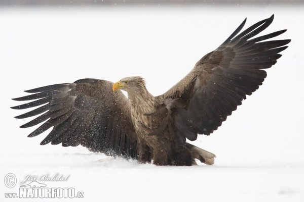 Orel mořský (Haliaeetus albicilla)