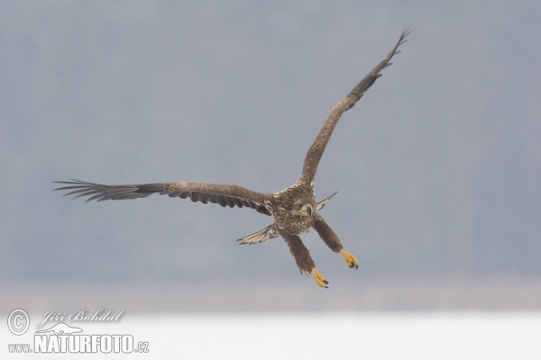 Orel mořský (Haliaeetus albicilla)