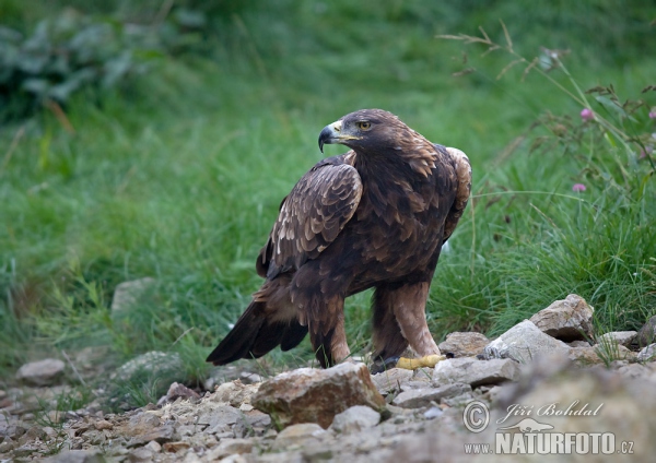 Orel skalní (Aquila chrysaetos)