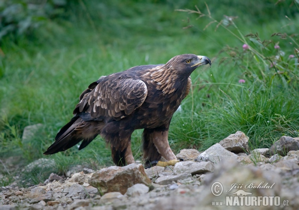 Orel skalní (Aquila chrysaetos)