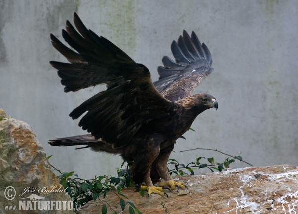 Orel skalní (Aquila chrysaetos)