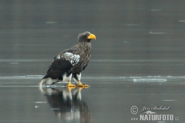 Orel východní (Haliaeetus pelagicus)