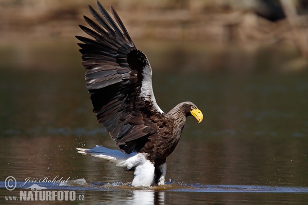 Orel východní (Haliaeetus pelagicus)