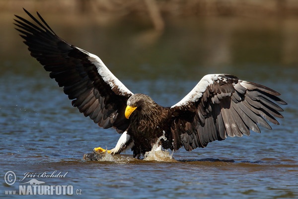 Orel východní (Haliaeetus pelagicus)