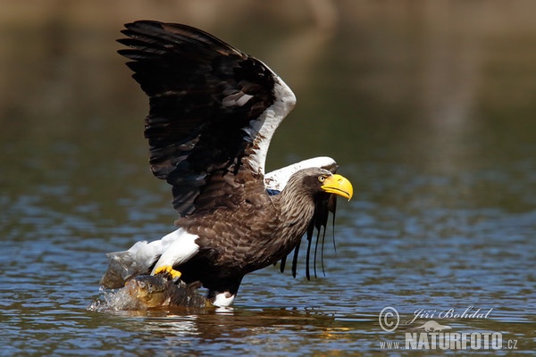 Orel východní (Haliaeetus pelagicus)