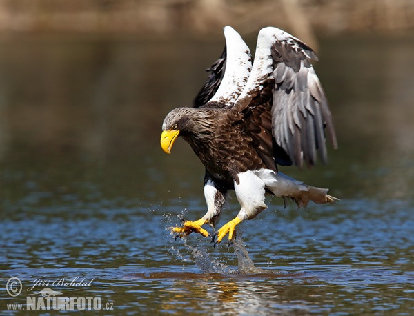 Orel východní (Haliaeetus pelagicus)