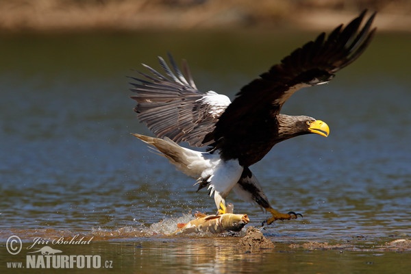 Orel východní (Haliaeetus pelagicus)