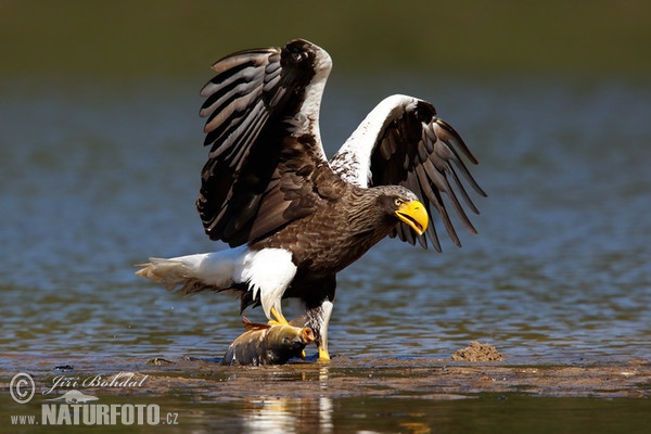 Orel východní (Haliaeetus pelagicus)