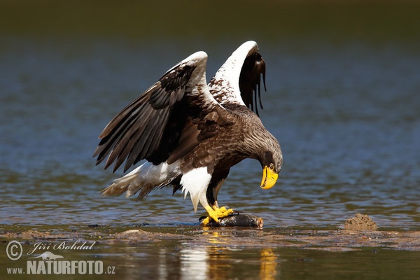 Orel východní (Haliaeetus pelagicus)