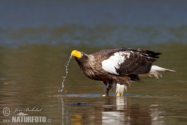 Orel východní (Haliaeetus pelagicus)