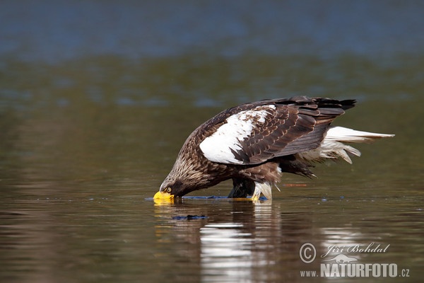 Orel východní (Haliaeetus pelagicus)