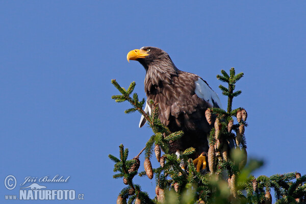 Orel východní (Haliaeetus pelagicus)