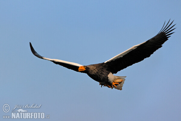 Orel východní (Haliaeetus pelagicus)