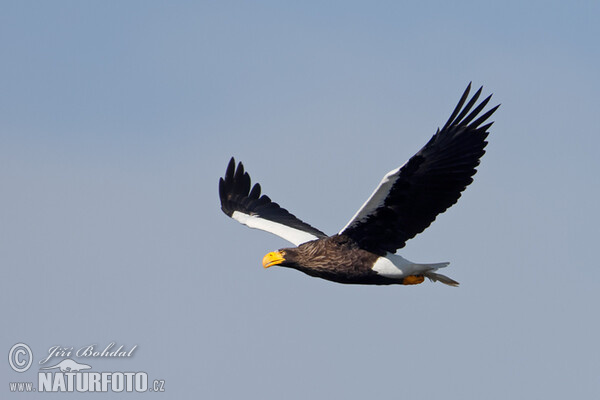 Orel východní (Haliaeetus pelagicus)