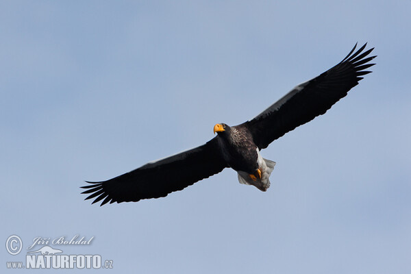 Orel východní (Haliaeetus pelagicus)