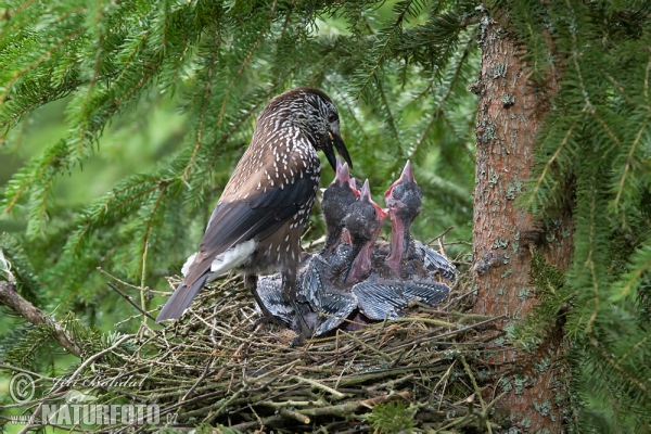 Orešnica perlová (Nucifraga caryocatactes)