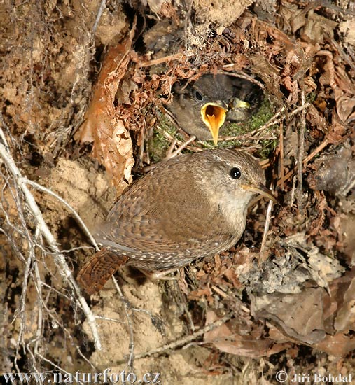 Oriešok hnedý (Troglodytes troglodytes)