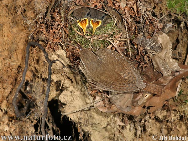 Oriešok hnedý (Troglodytes troglodytes)