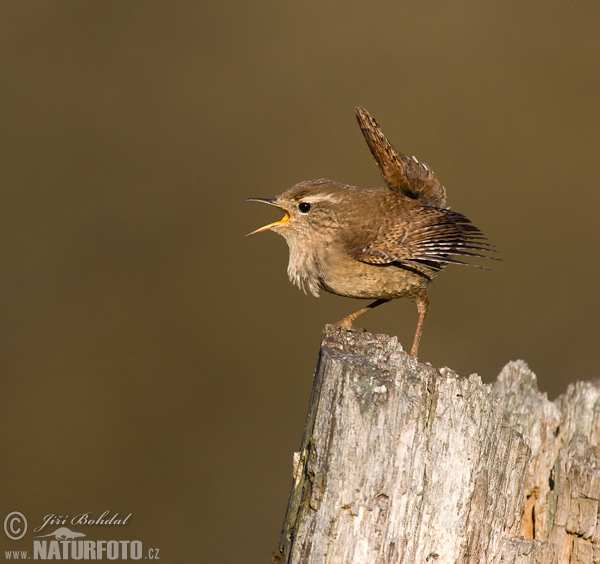 Oriešok hnedý (Troglodytes troglodytes)