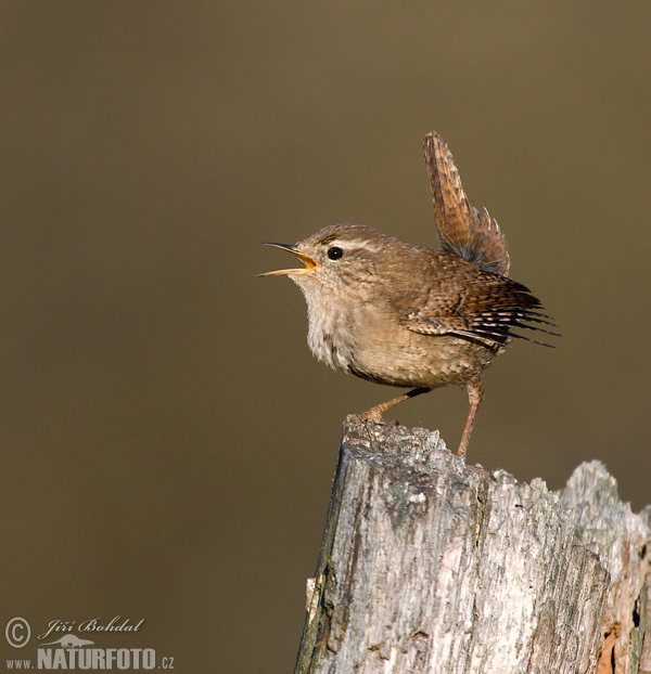 Oriešok hnedý (Troglodytes troglodytes)