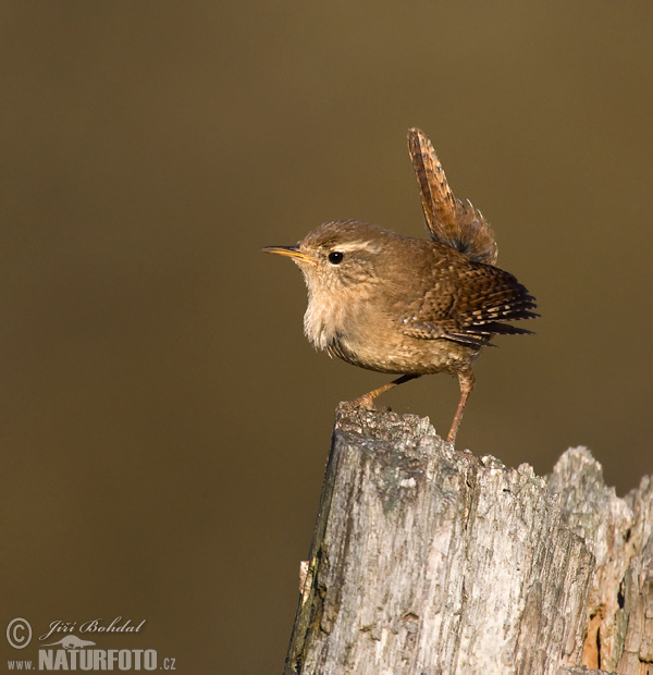 Oriešok hnedý (Troglodytes troglodytes)