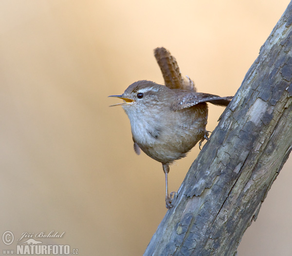 Oriešok hnedý (Troglodytes troglodytes)