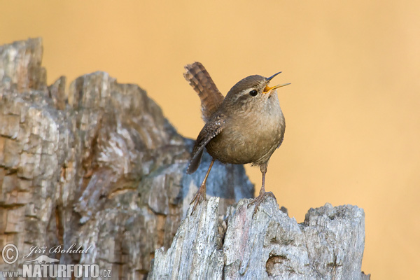 Oriešok hnedý (Troglodytes troglodytes)