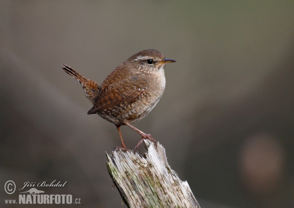 Oriešok hnedý (Troglodytes troglodytes)