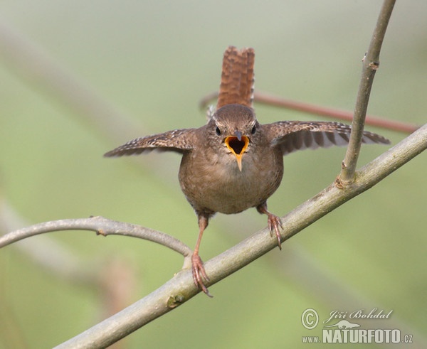 Oriešok hnedý (Troglodytes troglodytes)