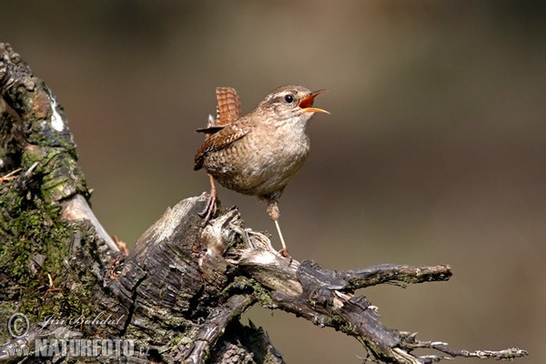 Oriešok hnedý (Troglodytes troglodytes)