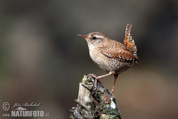 Oriešok hnedý (Troglodytes troglodytes)