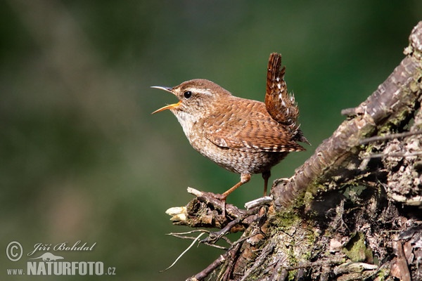 Oriešok hnedý (Troglodytes troglodytes)