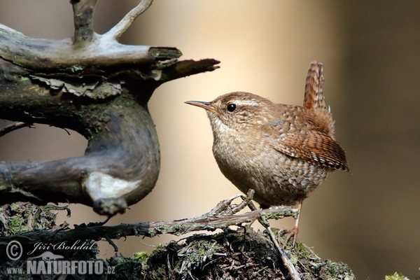 Oriešok hnedý (Troglodytes troglodytes)