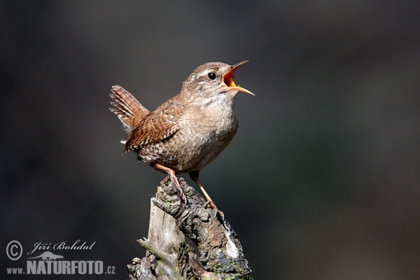 Oriešok hnedý (Troglodytes troglodytes)