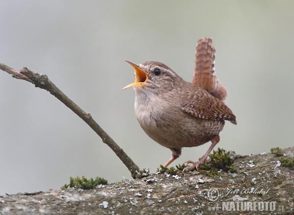 Oriešok hnedý (Troglodytes troglodytes)