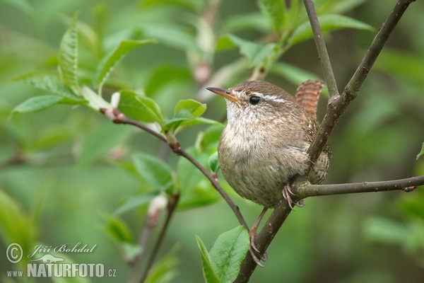 Oriešok hnedý (Troglodytes troglodytes)