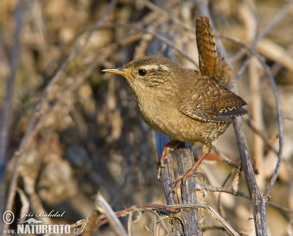 Oriešok hnedý (Troglodytes troglodytes)