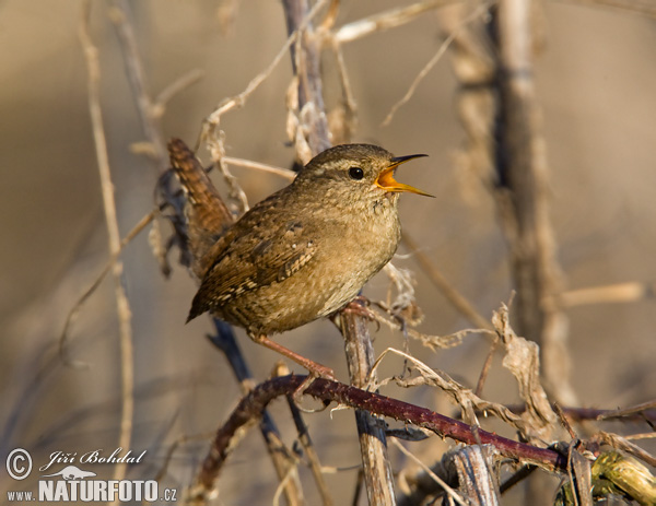 Oriešok hnedý (Troglodytes troglodytes)
